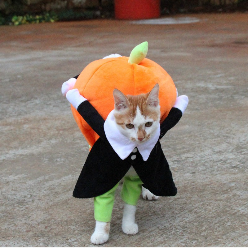 Pumpkin Carriers
